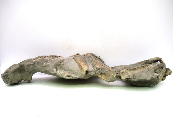 Indonesia Miocene Thalasinna Mangrove Lobster 6a | Fossils for Sale General Miocene Age Thalasinna Mangrove Lobster Fossils For Sale From Indonesia #6a