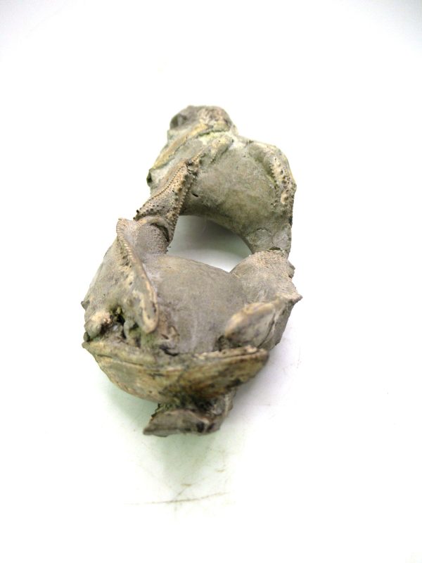 Indonesia Miocene Thalasinna Mangrove Lobster 6b | Fossils for Sale General Miocene Age Thalasinna Mangrove Lobster Fossils For Sale From Indonesia #6b