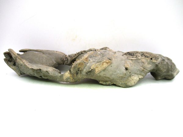 Indonesia Miocene Thalasinna Mangrove Lobster 6c | Fossils for Sale General Miocene Age Thalasinna Mangrove Lobster Fossils For Sale From Indonesia #6c