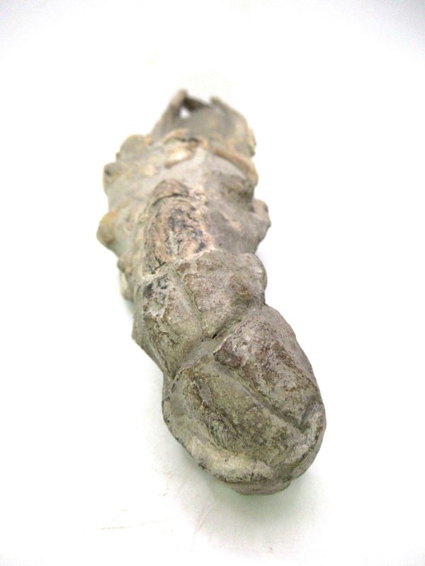 Indonesia Miocene Thalasinna Mangrove Lobster 6d | Fossils for Sale General Miocene Age Thalasinna Mangrove Lobster Fossils For Sale From Indonesia #6d
