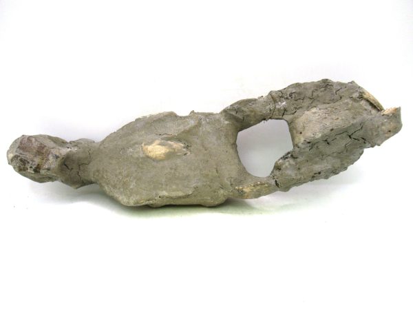 Indonesia Miocene Thalasinna Mangrove Lobster 6e | Fossils for Sale General Miocene Age Thalasinna Mangrove Lobster Fossils For Sale From Indonesia #6e