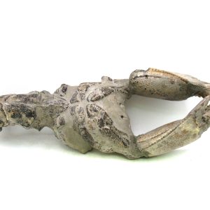 Indonesia Miocene Thalasinna Mangrove Lobster 7 | Fossils for Sale General Miocene Age Thalasinna Mangrove Lobster Fossils For Sale From Indonesia #7
