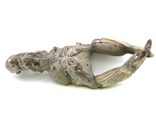 Indonesia Miocene Thalasinna Mangrove Lobster 7 | Fossils for Sale General Miocene Age Thalasinna Mangrove Lobster Fossils For Sale From Indonesia #7