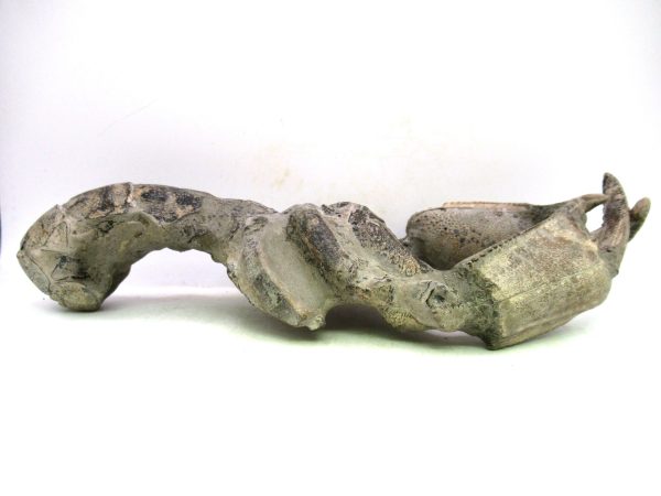 Indonesia Miocene Thalasinna Mangrove Lobster 7a | Fossils for Sale General Miocene Age Thalasinna Mangrove Lobster Fossils For Sale From Indonesia #7a
