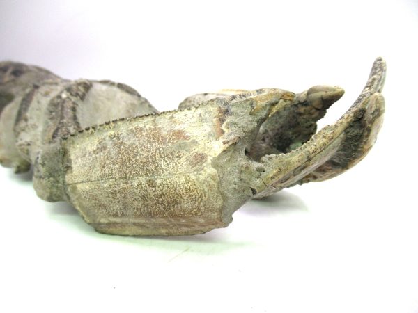Indonesia Miocene Thalasinna Mangrove Lobster 7b | Fossils for Sale General Miocene Age Thalasinna Mangrove Lobster Fossils For Sale From Indonesia #7b