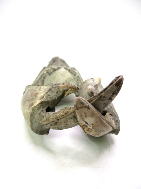 Indonesia Miocene Thalasinna Mangrove Lobster 7c | Fossils for Sale General Miocene Age Thalasinna Mangrove Lobster Fossils For Sale From Indonesia #7c