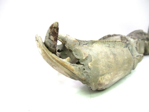 Indonesia Miocene Thalasinna Mangrove Lobster 7d | Fossils for Sale General Miocene Age Thalasinna Mangrove Lobster Fossils For Sale From Indonesia #7d