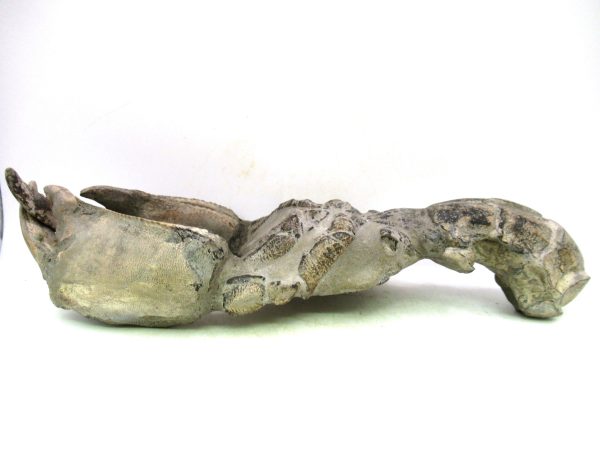 Indonesia Miocene Thalasinna Mangrove Lobster 7e | Fossils for Sale General Miocene Age Thalasinna Mangrove Lobster Fossils For Sale From Indonesia #7e