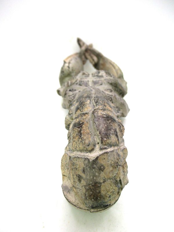 Indonesia Miocene Thalasinna Mangrove Lobster 7f | Fossils for Sale General Miocene Age Thalasinna Mangrove Lobster Fossils For Sale From Indonesia #7f