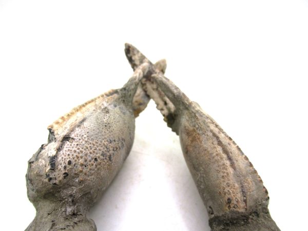 Indonesia Miocene Thalasinna Mangrove Lobster 7g | Fossils for Sale General Miocene Age Thalasinna Mangrove Lobster Fossils For Sale From Indonesia #7g