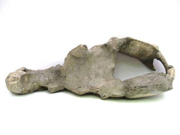 Indonesia Miocene Thalasinna Mangrove Lobster 7i | Fossils for Sale General Miocene Age Thalasinna Mangrove Lobster Fossils For Sale From Indonesia #7i
