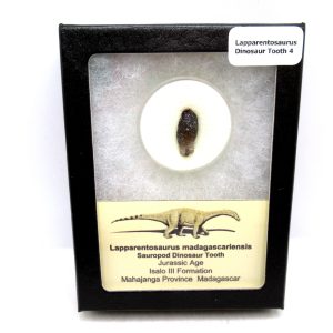 Jurassic Lapparentosaurus Sauropod Dinosaur Tooth 4 | Fossils for Sale General Jurassic Age Lapparentosaurus Sauropod Dinosaur Tooth Fossils For Sale From Madagascar #4