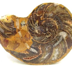 Madagascar Jurassic Cymatoceras Nautilus 64 | Fossils for Sale Genuine Jurassic Age Cymatoceras Nautilus Fossil For Sale from Madagascar #64