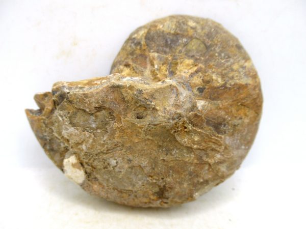 Madagascar Jurassic Cymatoceras Nautilus 64c | Fossils for Sale Genuine Jurassic Age Cymatoceras Nautilus Fossil For Sale from Madagascar #64c