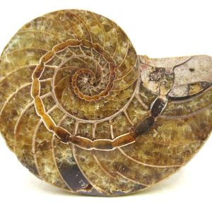 Madagascar Jurassic Cymatoceras Nautilus 65 | Fossils for Sale Genuine Jurassic Age Cymatoceras Nautilus Fossil For Sale from Madagascar #65
