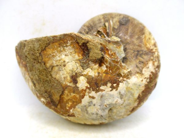 Madagascar Jurassic Cymatoceras Nautilus 65a | Fossils for Sale Genuine Jurassic Age Cymatoceras Nautilus Fossil For Sale from Madagascar #65a