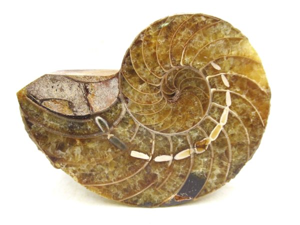 Madagascar Jurassic Cymatoceras Nautilus 65b | Fossils for Sale Genuine Jurassic Age Cymatoceras Nautilus Fossil For Sale from Madagascar #65b