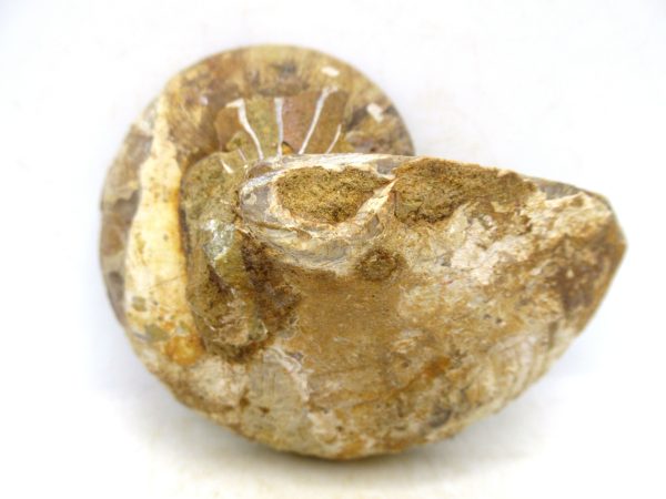 Madagascar Jurassic Cymatoceras Nautilus 65c | Fossils for Sale Genuine Jurassic Age Cymatoceras Nautilus Fossil For Sale from Madagascar #65c