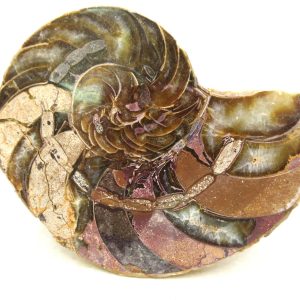 Madagascar Jurassic Cymatoceras Nautilus 66 | Fossils for Sale Genuine Jurassic Age Cymatoceras Nautilus Fossil For Sale from Madagascar #66