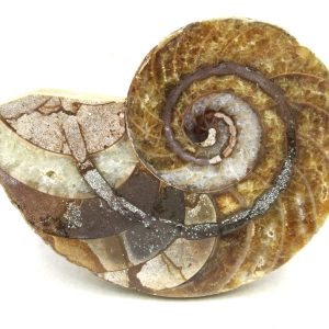 Madagascar Jurassic Cymatoceras Nautilus 67 | Fossils for Sale Genuine Jurassic Age Cymatoceras Nautilus Fossil For Sale from Madagascar #67