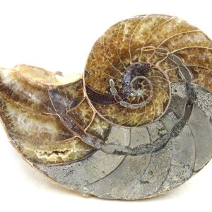 Madagascar Jurassic Cymatoceras Nautilus 68 | Fossils for Sale Genuine Jurassic Age Cymatoceras Nautilus Fossil For Sale from Madagascar #68