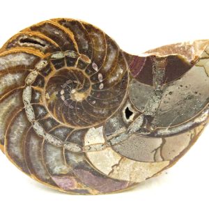 Madagascar Jurassic Cymatoceras Nautilus 69 | Fossils for Sale Genuine Jurassic Age Cymatoceras Nautilus Fossil For Sale from Madagascar #69