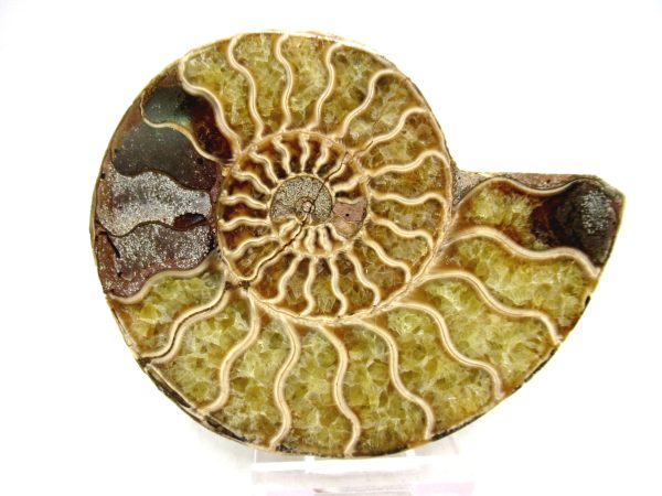 Madagascar Medium Cretaceous Cleoniceras Ammonite 175 | Fossils for Sale