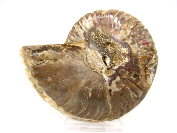 Madagascar Medium Cretaceous Cleoniceras Ammonite 175a | Fossils for Sale