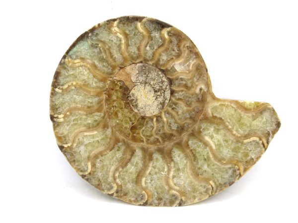 Madagascar Medium Cretaceous Cleoniceras Ammonite 176 | Fossils for Sale