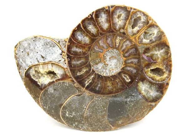 Madagascar Medium Cretaceous Cleoniceras Ammonite 177 | Fossils for Sale