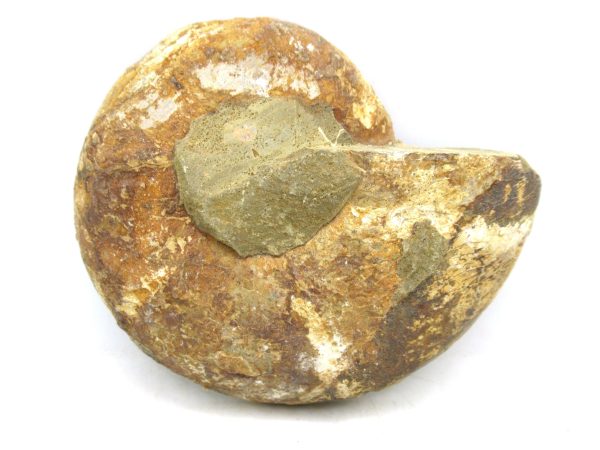 Madagascar Medium Cretaceous Cleoniceras Ammonite 177a | Fossils for Sale