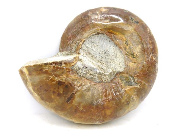 Madagascar Medium Cretaceous Cleoniceras Ammonite 177c | Fossils for Sale