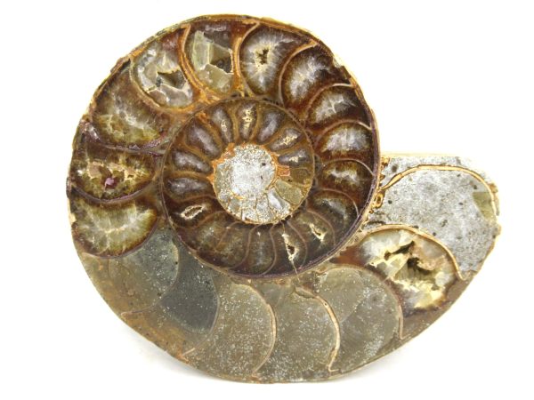 Madagascar Medium Cretaceous Cleoniceras Ammonite 178b | Fossils for Sale