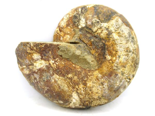 Madagascar Medium Cretaceous Cleoniceras Ammonite 178c | Fossils for Sale