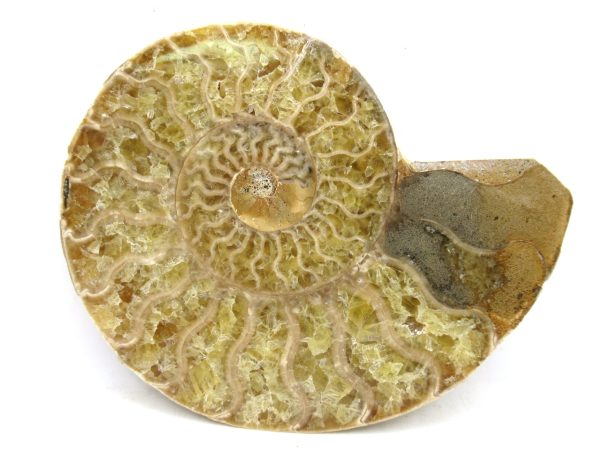 Madagascar Medium Cretaceous Cleoniceras Ammonite 179 | Fossils for Sale