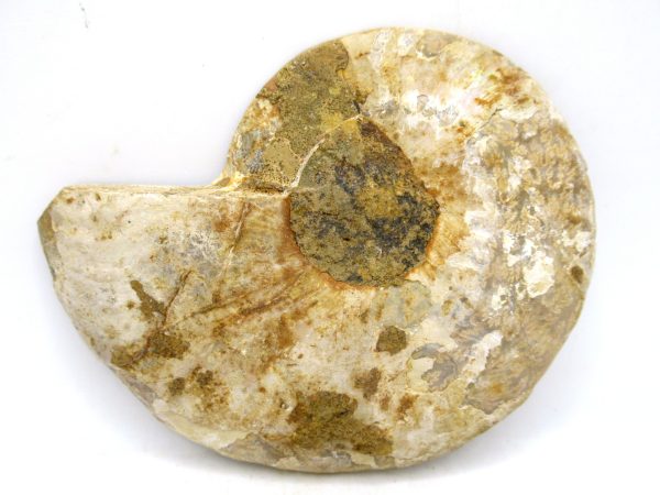 Madagascar Medium Cretaceous Cleoniceras Ammonite 179a | Fossils for Sale