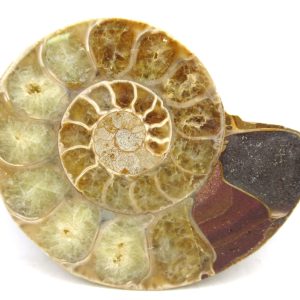 Madagascar Medium Cretaceous Cleoniceras Ammonite 180 | Fossils for Sale