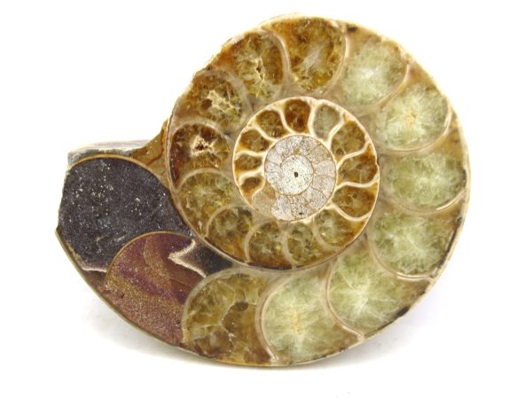 Madagascar Medium Cretaceous Cleoniceras Ammonite 180b | Fossils for Sale