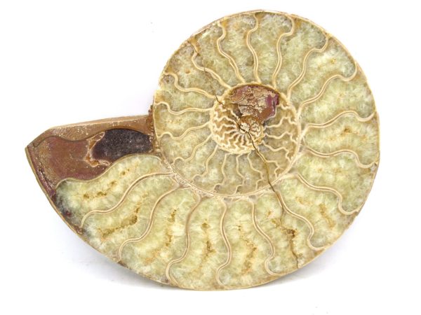 Madagascar Medium Cretaceous Cleoniceras Ammonite 181 | Fossils for Sale