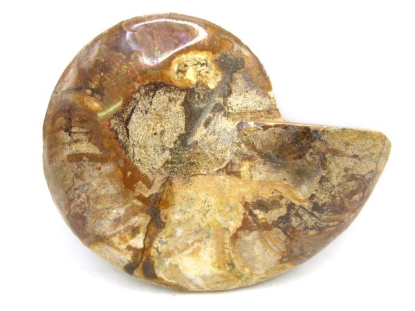 Madagascar Medium Cretaceous Cleoniceras Ammonite 181a | Fossils for Sale