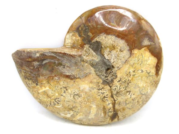 Madagascar Medium Cretaceous Cleoniceras Ammonite 181c | Fossils for Sale