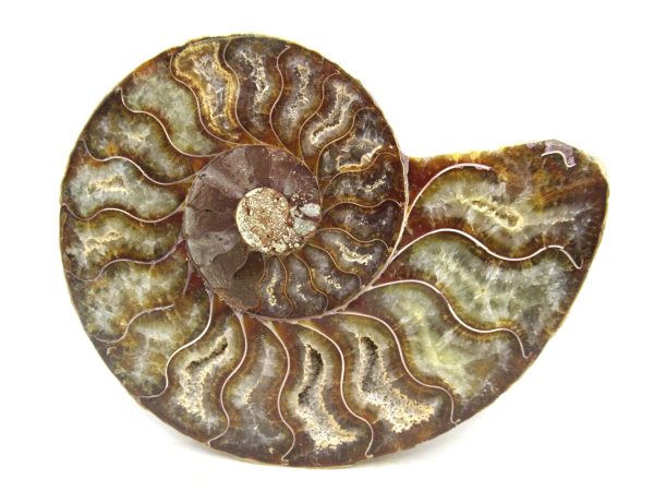 Madagascar Medium Cretaceous Cleoniceras Ammonite 182 | Fossils for Sale