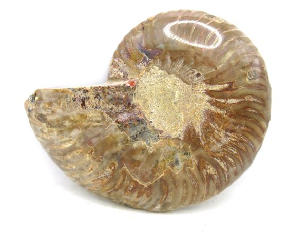 Madagascar Medium Cretaceous Cleoniceras Ammonite 182a | Fossils for Sale