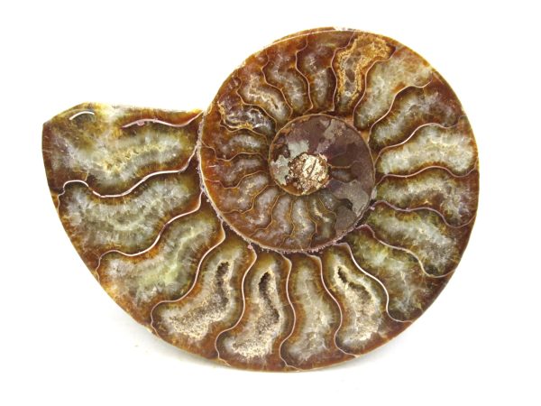 Madagascar Medium Cretaceous Cleoniceras Ammonite 182b | Fossils for Sale