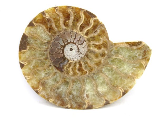 Madagascar Medium Cretaceous Cleoniceras Ammonite 183 | Fossils for Sale