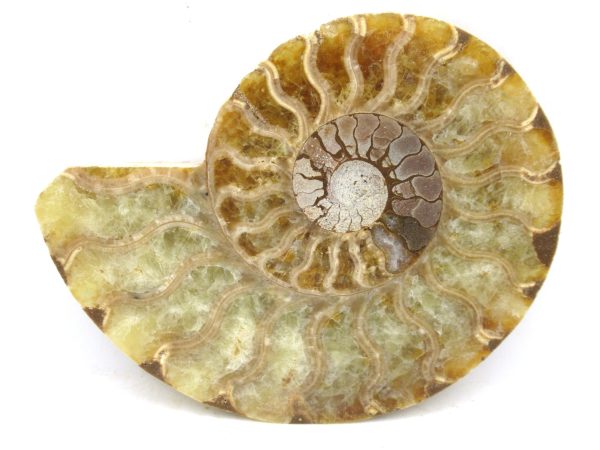 Madagascar Medium Cretaceous Cleoniceras Ammonite 183b | Fossils for Sale