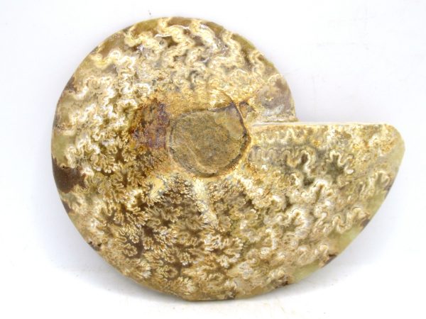 Madagascar Medium Cretaceous Cleoniceras Ammonite 183c | Fossils for Sale