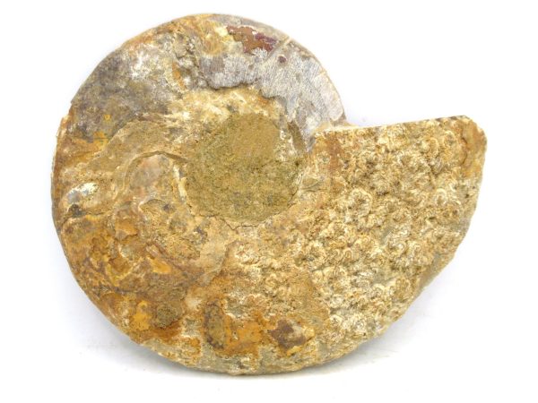 Madagascar Medium Cretaceous Cleoniceras Ammonite 184c | Fossils for Sale