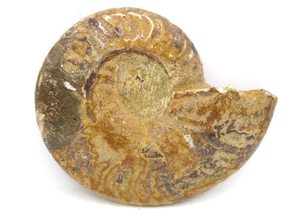 Madagascar Medium Cretaceous Cleoniceras Ammonite 186a | Fossils for Sale