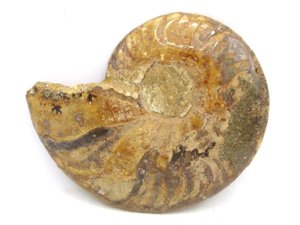 Madagascar Medium Cretaceous Cleoniceras Ammonite 186c | Fossils for Sale